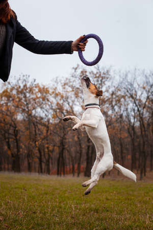 Dog breed Jack Russell Terrier is played with a man puller in the park in autumnの写真素材