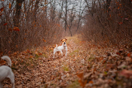 Dog breed Jack Russell Terrier sitting on the lawn in the park