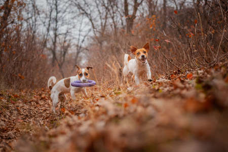 Two dogs of the Jack Russell Terrier breed run around the field in the park in autumn and play with...