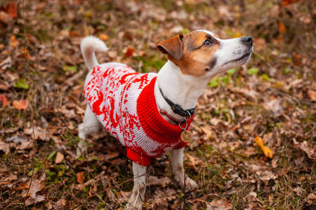Dog breed Jack Russell Terrier sitting wearing a sweater on the lawn in the park in autumnの写真素材