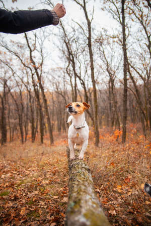 Dog breed Jack Russell Terrier stands on a log in the park in autumnの写真素材