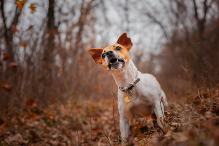 Dog breed Jack Russell Terrier sitting on the lawn in the parkの写真素材