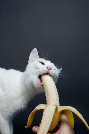 White cat eats a banana on a black backgroundの写真素材