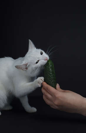 White cat bites and eats a green cucumber that holds a human hand on a black backgroundの写真素材