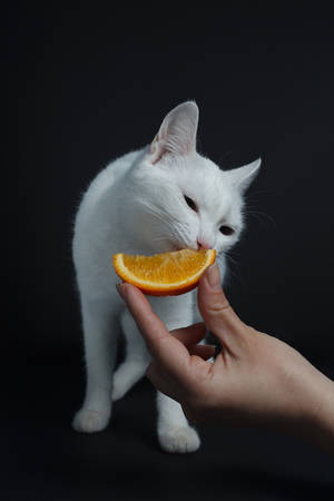 White cat eats an orange on a black backgroundの写真素材
