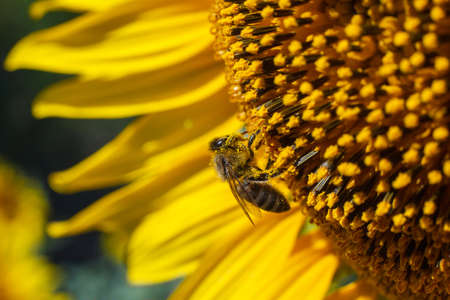 A bee collects pollen on a yellow sunflower against a blue sky