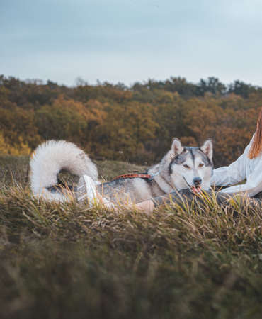 Husky dog on the grass in the park in autumnの写真素材