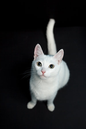 White cat with yellow eyes on a black backgroundの写真素材