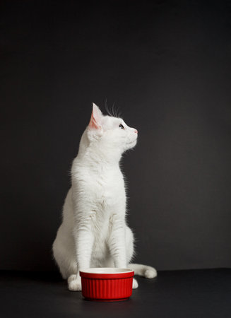 White cat with yellow eyes next to a red bowl on a black backgroundの写真素材