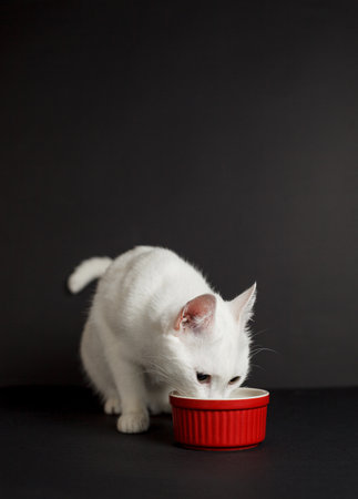 White cat with yellow eyes next to a red bowl on a black backgroundの写真素材