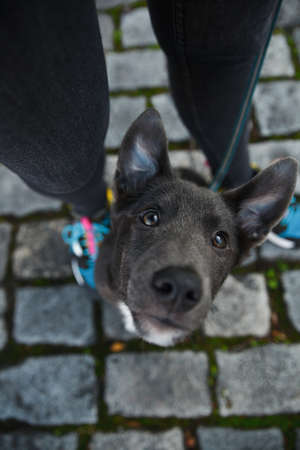 A gray dog with white breasts sits between the legs of a man and looks upの写真素材