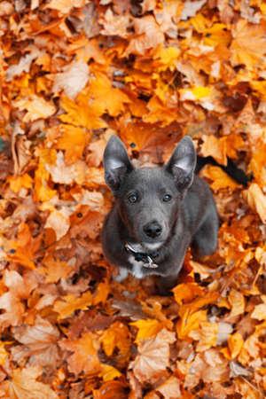 Gray puppy with white breasts in fallen orange leavesの写真素材