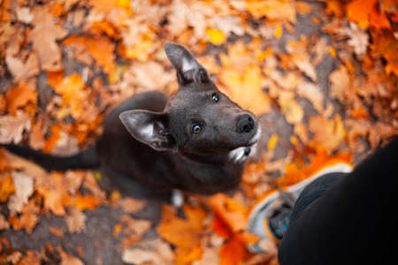 Gray puppy with white breasts in fallen orange leavesの写真素材