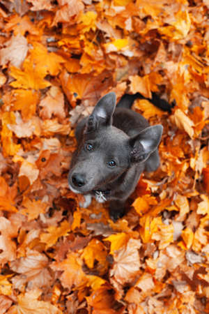 Gray puppy with white breasts in fallen orange leavesの写真素材