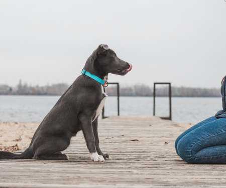 A gray dog with a white chest in a mint collar licks his lips while sitting in front of a girl on the beachの写真素材
