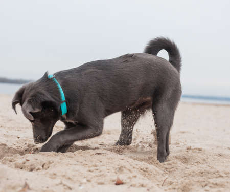A gray dog in a mint collar digs a hole in the sand on the beachの写真素材