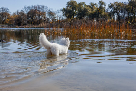 Samoyed dog walks and swims near the lake in the park in autumnの写真素材