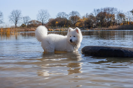 Samoyed dog walks and swims near the lake in the park in autumn