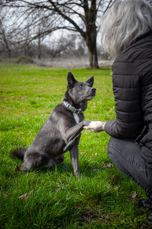 A gray dog gives a paw to a girl and puts it in her handの写真素材