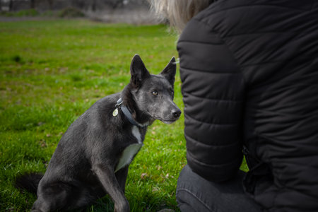 A gray dog sits on the green grass in front of a girl in the parkの写真素材