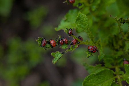 Colorado potato beetle and larvae on young potato leaves