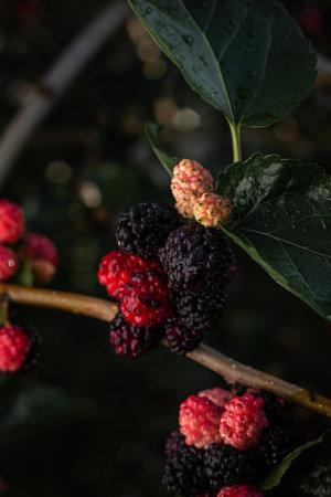 Black large ripe mulberry on a branch with green leavesの写真素材
