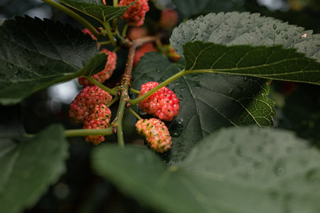 Black large ripe mulberry on a branch with green leaves