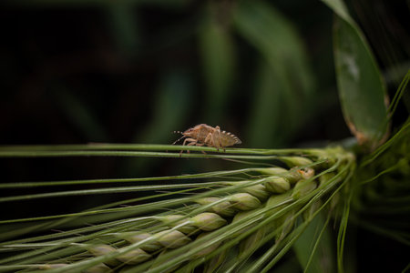 Marble bug on a spikelet of wheat on a dark backgroundの写真素材