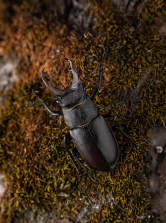Young stag beetle on tree bark macro