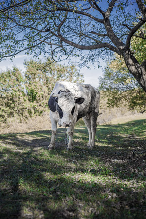 A white bull with black spots grazes on the lawn under a treeの写真素材