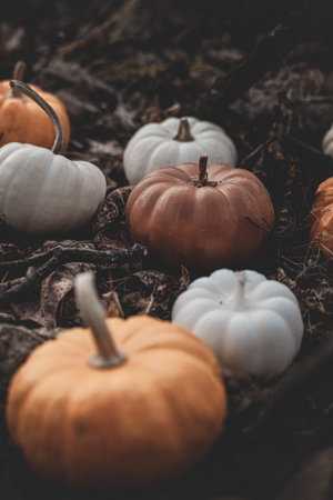 Candle in the shape of a pumpkin on a background of leaves and moss in the forestの写真素材