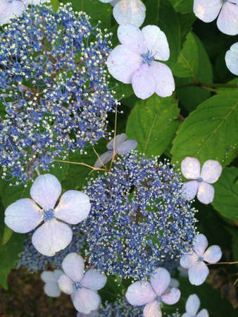 Pretty Flowers