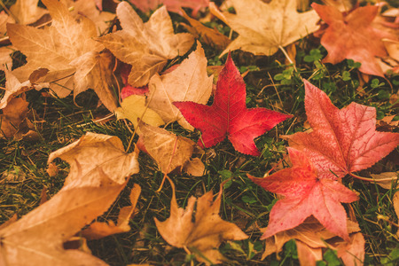 fall leavesの写真素材