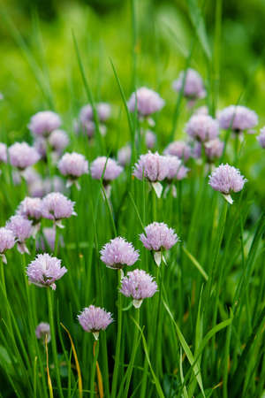 Purple Chive Bloomsの写真素材