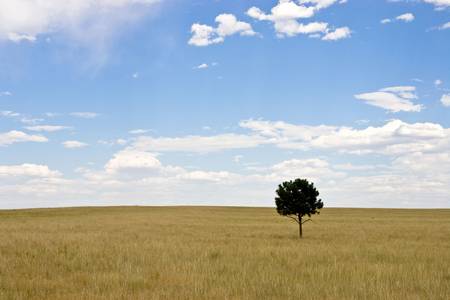 Lone tree on field of wheat and grasses.