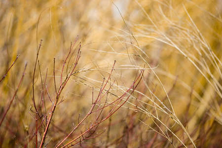 Branches in Fall Colorsの写真素材
