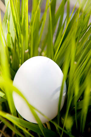 White Egg Nestled in Grassの写真素材