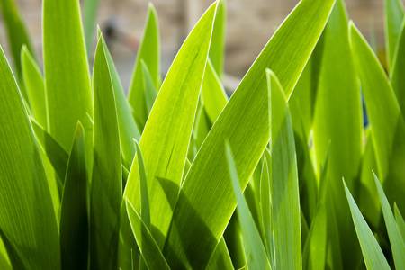 Close up of iris plant leaves. Backlit for dramatic glowing appearance.の写真素材