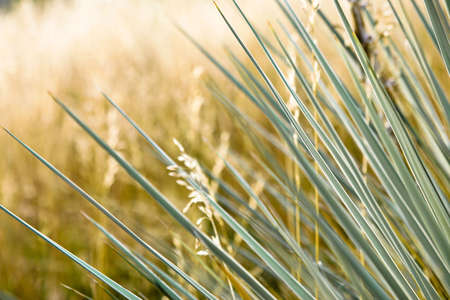 Close up of yucca plan leaves.の写真素材