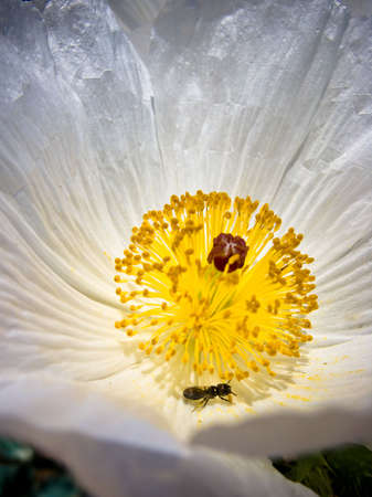 Insect on Thistle Bloomの写真素材