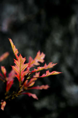 Oak leaves in red in Fall の写真素材