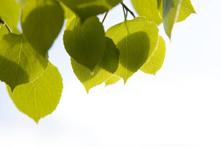 Aspen leaves against bright lit skyの写真素材
