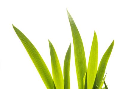 Iris leaves backlit and on white backgroundの写真素材