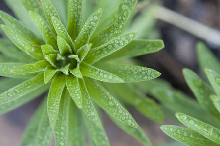 Lily Stem and Leaf Close Up with Water Drops