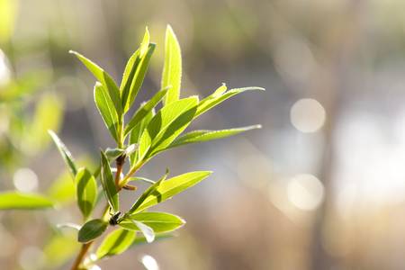 Close up of willow leaves against sparkling water backgroundの写真素材
