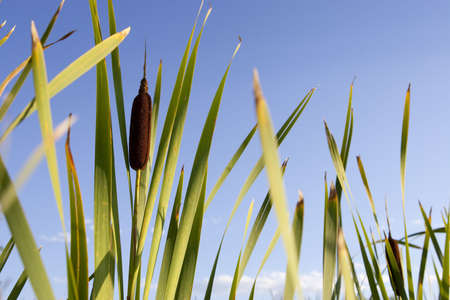 Cattail Blooms Against Blue Skyの写真素材