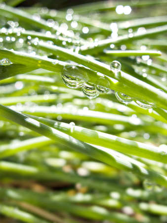 Chive Leaves with Dew Dropsの写真素材