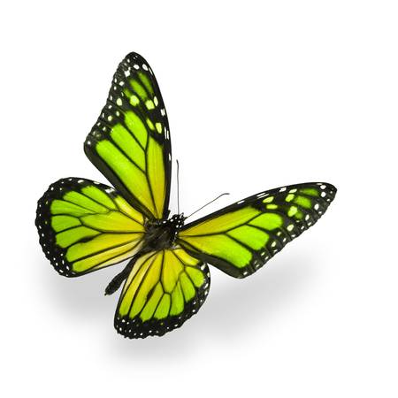 Green color enhanced butterfly Isolated on White. Soft shadown undernath.の写真素材