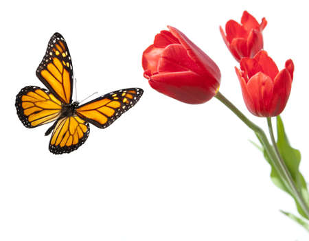 Monarch Butterfly with Red Tulips Isolated on White Background and studio lit.の写真素材
