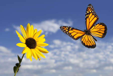 Monarch Butterfly against Blue Sky and Small Sunflower. Focus on sunflower and butterfly.の写真素材